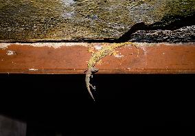 Animal India - Hemidactylus Frenatus - House Gecko