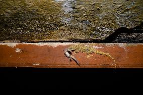 Animal India - Hemidactylus Frenatus - House Gecko