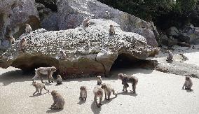 Monkeys on tiny Japanese island