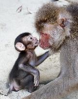 Monkeys on tiny Japanese island