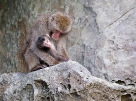 Monkeys on tiny Japanese island