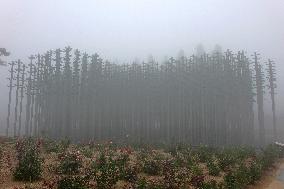 Beer Jungle in Qingdao