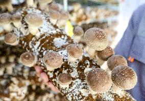 A Mushroom Cultivation And Processing Enterprise in Qingdao