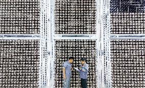 A Mushroom Cultivation And Processing Enterprise in Qingdao