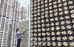 A Mushroom Cultivation And Processing Enterprise in Qingdao