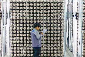 A Mushroom Cultivation And Processing Enterprise in Qingdao