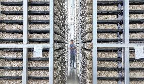 A Mushroom Cultivation And Processing Enterprise in Qingdao