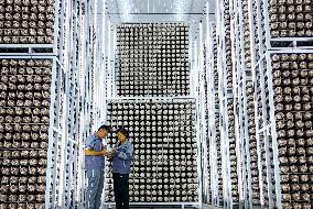 A Mushroom Cultivation And Processing Enterprise in Qingdao