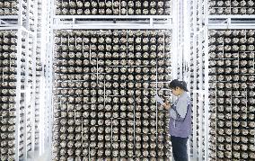 A Mushroom Cultivation And Processing Enterprise in Qingdao