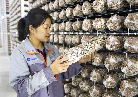 A Mushroom Cultivation And Processing Enterprise in Qingdao