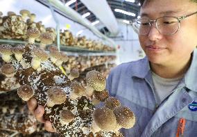 A Mushroom Cultivation And Processing Enterprise in Qingdao