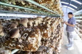 A Mushroom Cultivation And Processing Enterprise in Qingdao