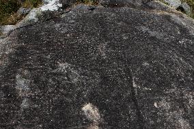 Petroglyphs Of A Gurita