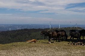 Wind Farm In Monte Da Muralla