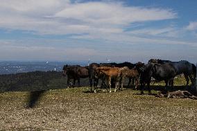 Wind Farm In Monte Da Muralla