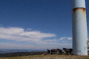 Wind Farm In Monte Da Muralla