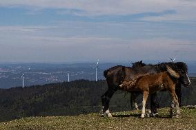 Wind Farm In Monte Da Muralla