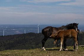 Wind Farm In Monte Da Muralla