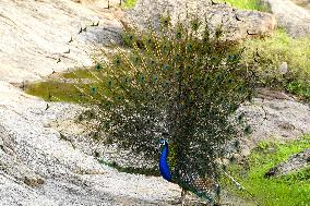 A Peacock Displays Its Iridescent Feathers, Also Called Train, In Ajmer