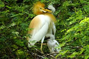 An Egret Feeds Her Chicks In Their Nest On The Outskirts Of Ajmer