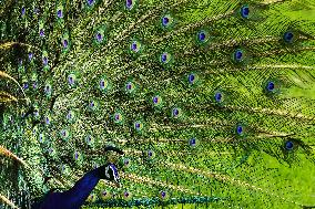 A Peacock Displays Its Iridescent Feathers, Also Called Train, In Ajmer