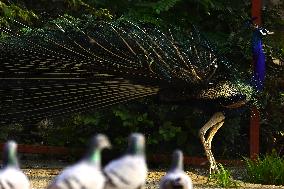 A Peacock Displays Its Iridescent Feathers, Also Called Train, In Ajmer