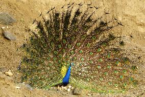 A Peacock Displays Its Iridescent Feathers, Also Called Train, In Ajmer