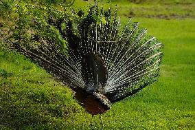 A Peacock Displays Its Iridescent Feathers, Also Called Train, In Ajmer