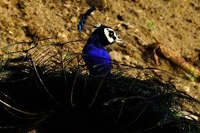 A Peacock Displays Its Iridescent Feathers, Also Called Train, In Ajmer