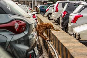 Daily Life In Srinagar