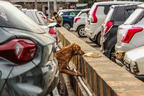 Daily Life In Srinagar