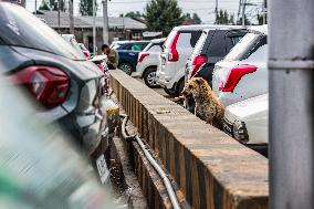 Daily Life In Srinagar