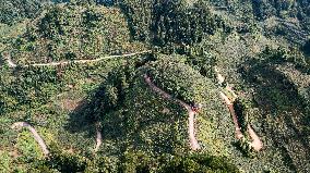 CHINA-GUIZHOU-SANDU-GRAPES-HARVEST (CN)