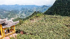 CHINA-GUIZHOU-SANDU-GRAPES-HARVEST (CN)