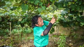 CHINA-GUIZHOU-SANDU-GRAPES-HARVEST (CN)