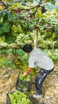 CHINA-GUIZHOU-SANDU-GRAPES-HARVEST (CN)