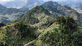 CHINA-GUIZHOU-SANDU-GRAPES-HARVEST (CN)