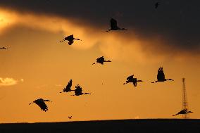 T?RKIYE-ANKARA-BIRDS