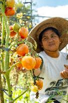 INDONESIA-YOGYAKARTA-TOMATOES-HARVEST