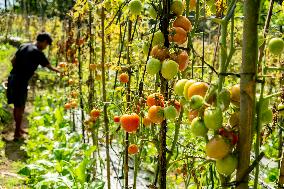 INDONESIA-YOGYAKARTA-TOMATOES-HARVEST