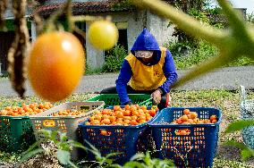 INDONESIA-YOGYAKARTA-TOMATOES-HARVEST