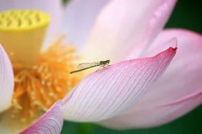 #CHINA-SUMMER-LOTUS FLOWERS (CN)