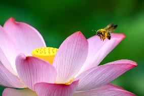 #CHINA-SUMMER-LOTUS FLOWERS (CN)