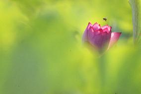 #CHINA-SUMMER-LOTUS FLOWERS (CN)