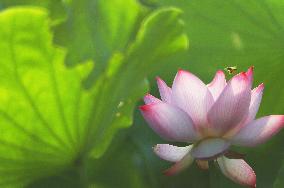 #CHINA-SUMMER-LOTUS FLOWERS (CN)