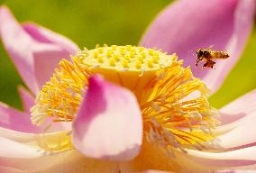 #CHINA-SUMMER-LOTUS FLOWERS (CN)