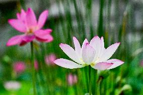 #CHINA-SUMMER-LOTUS FLOWERS (CN)