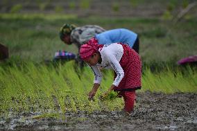 INDIA-ASSAM-PADDY PLANTATION SEASON