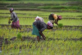 INDIA-ASSAM-PADDY PLANTATION SEASON