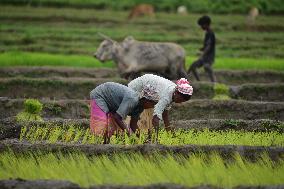 INDIA-ASSAM-PADDY PLANTATION SEASON